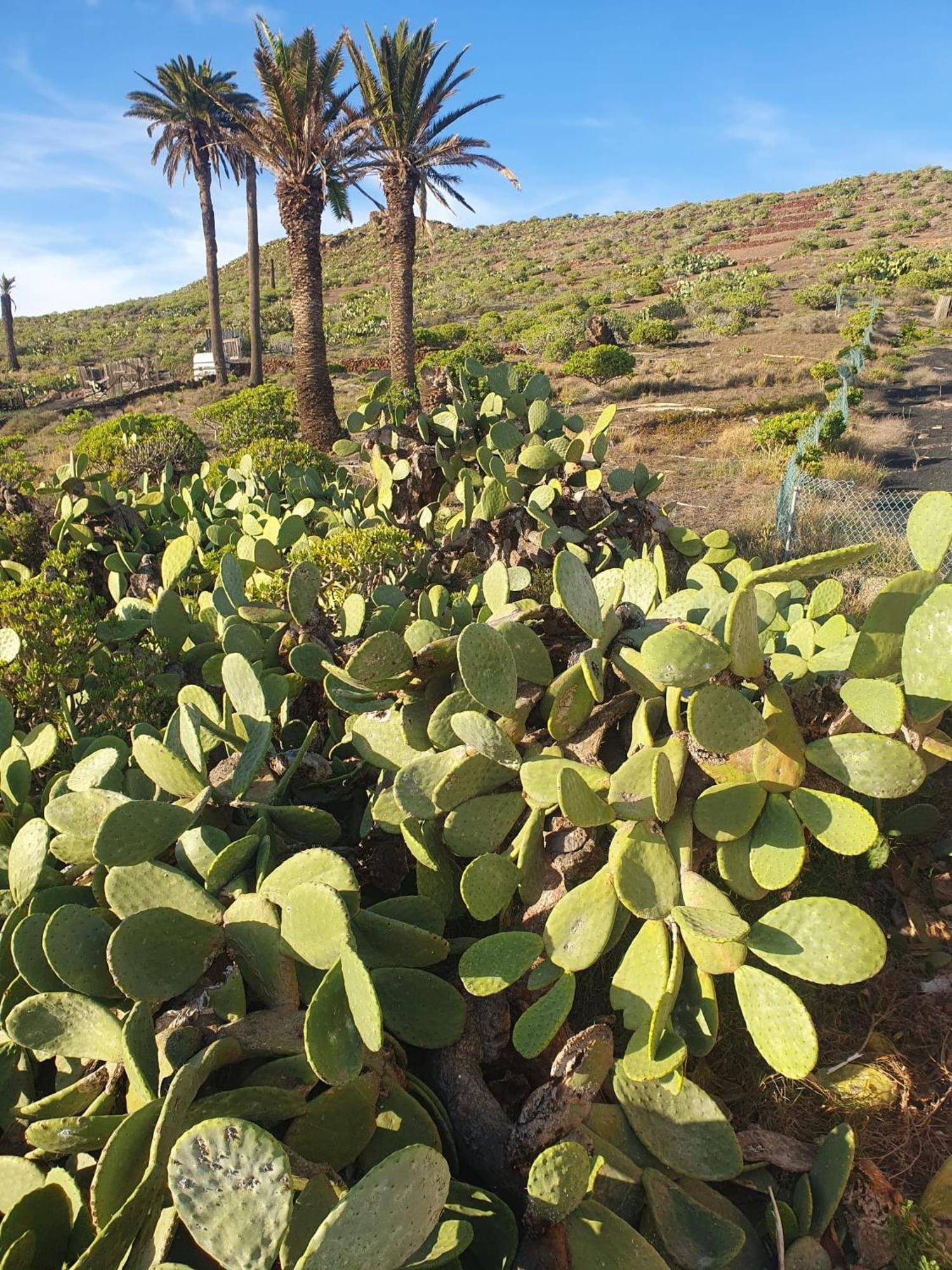 Casa La Tunera, Country House, Haria, Lanzarote Bagian luar foto